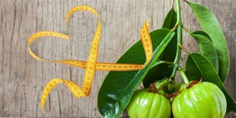 research verified garcinia cambogia